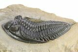 Gorgeous Zlichovaspis Trilobite - Atchana, Morocco #255344-2